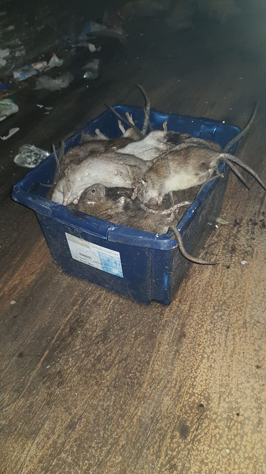 resultaat van ratten schieten