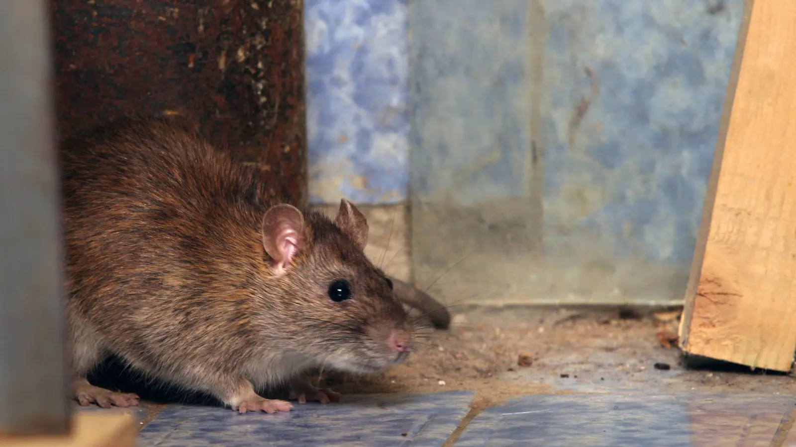 Ratten in Eindhoven