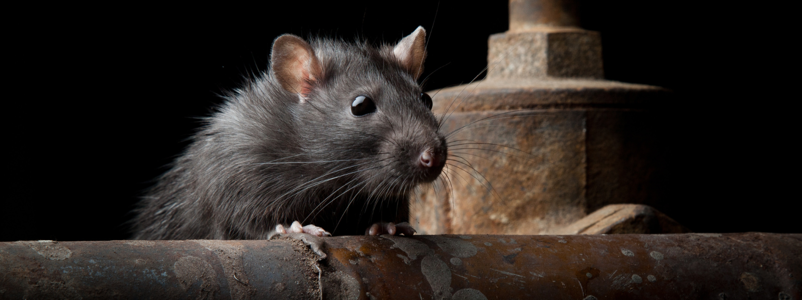 Hoe lang leven ratten gemiddeld?