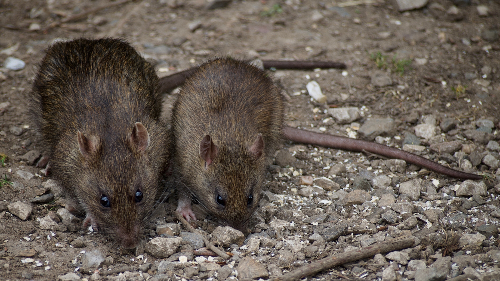 Ratten in het wild