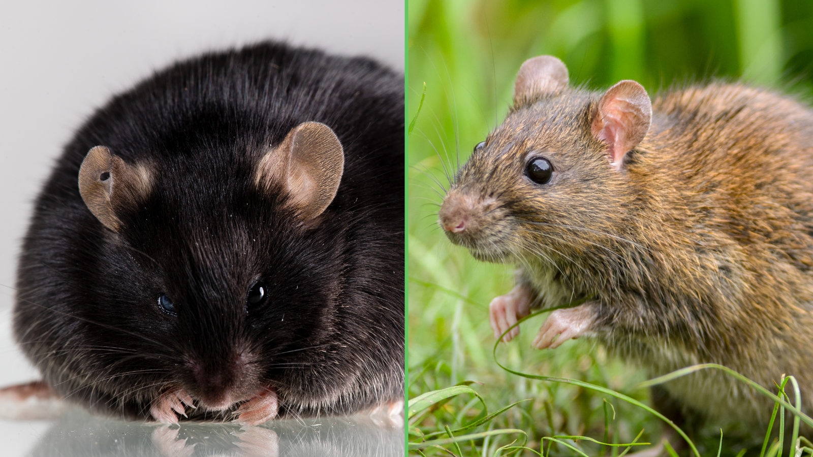 Verschil tussen een bruine en zwarte rat 