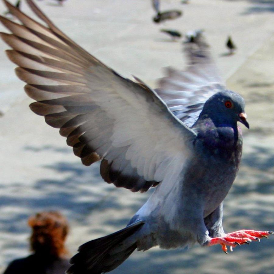 een stadsduif door voor veel vogeloverlast zorgt