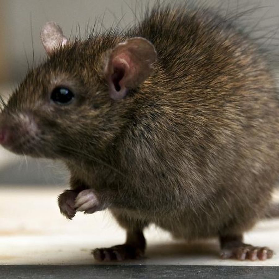 de rat die in verdediging schiet