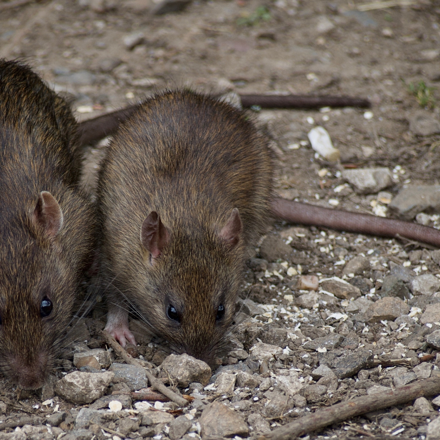Ratten in het wild