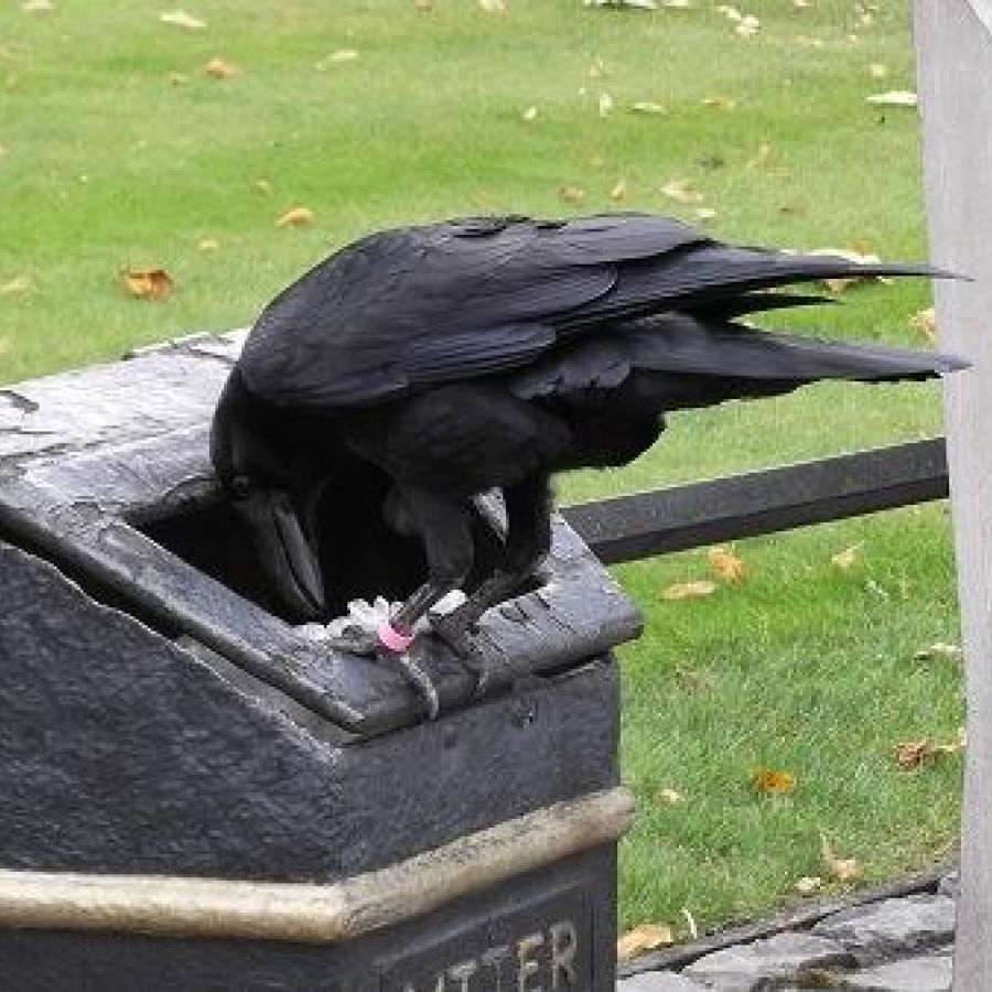 afvalbak die kraaien aantrekt en zorgt voor vogeloverlast